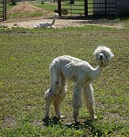 web_Alpaca Poodle