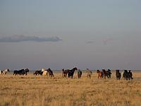 Wild horses Great Basis WY