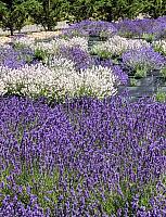 lavender farm